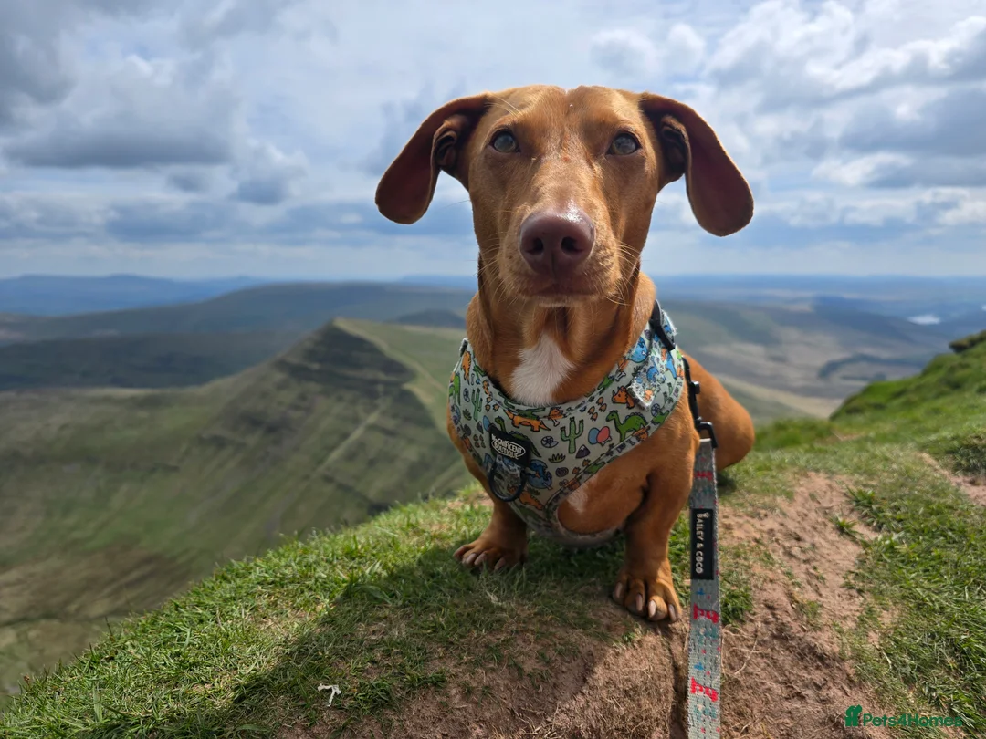 Miniature Dachshund dogs for stud: Miniature dachshund stud in Poole - Advert 1