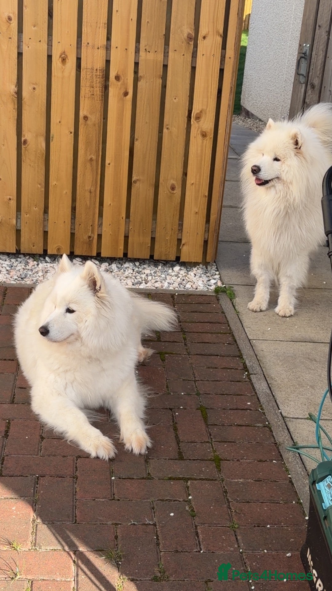 Samoyed dogs for sale: Samoyed  - Advert 1