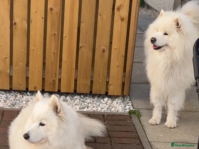 Samoyed dogs for sale: Samoyed - Advert 1