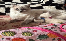 Ragdoll cats for sale: Ragdoll cross Siamese (Ragamese) kitten - Image 5