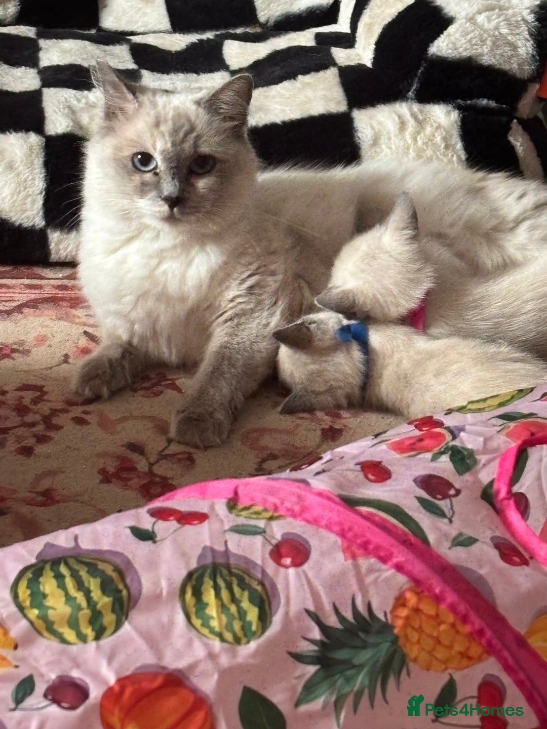 Ragdoll cats for sale: Ragdoll cross Siamese (Ragamese) kitten - Image 5