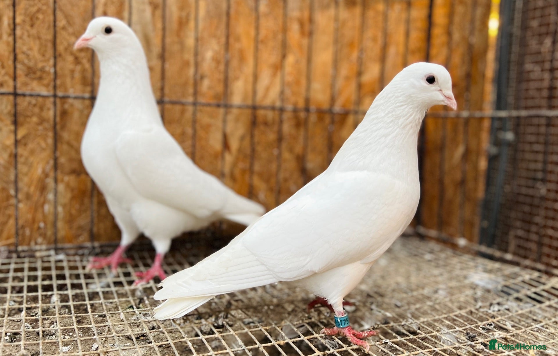Pigeons birds PURE WHITE ENGLISH GARDEN DOVES - Advert 1