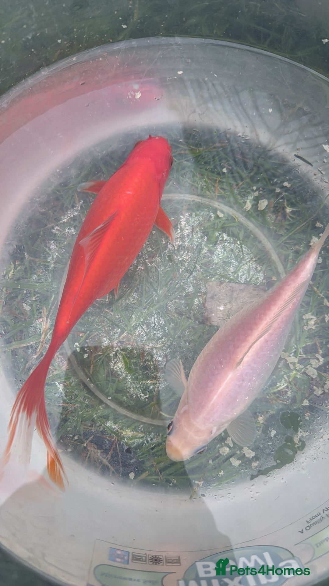 Goldfish fish for sale: Two beautiful huge goldfishes - Advert 2