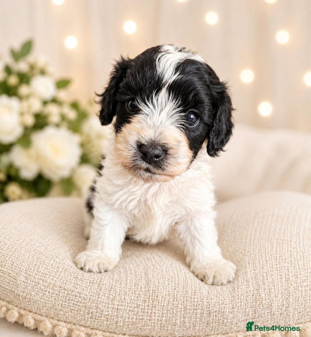 Mixed Breed dogs Cockapoochon  - Advert 2