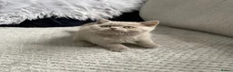 British Shorthair cats for sale: 🔥💗 GCCF CHOCOLATE AND FAWN FEMALE KITTENS  - Advert 10