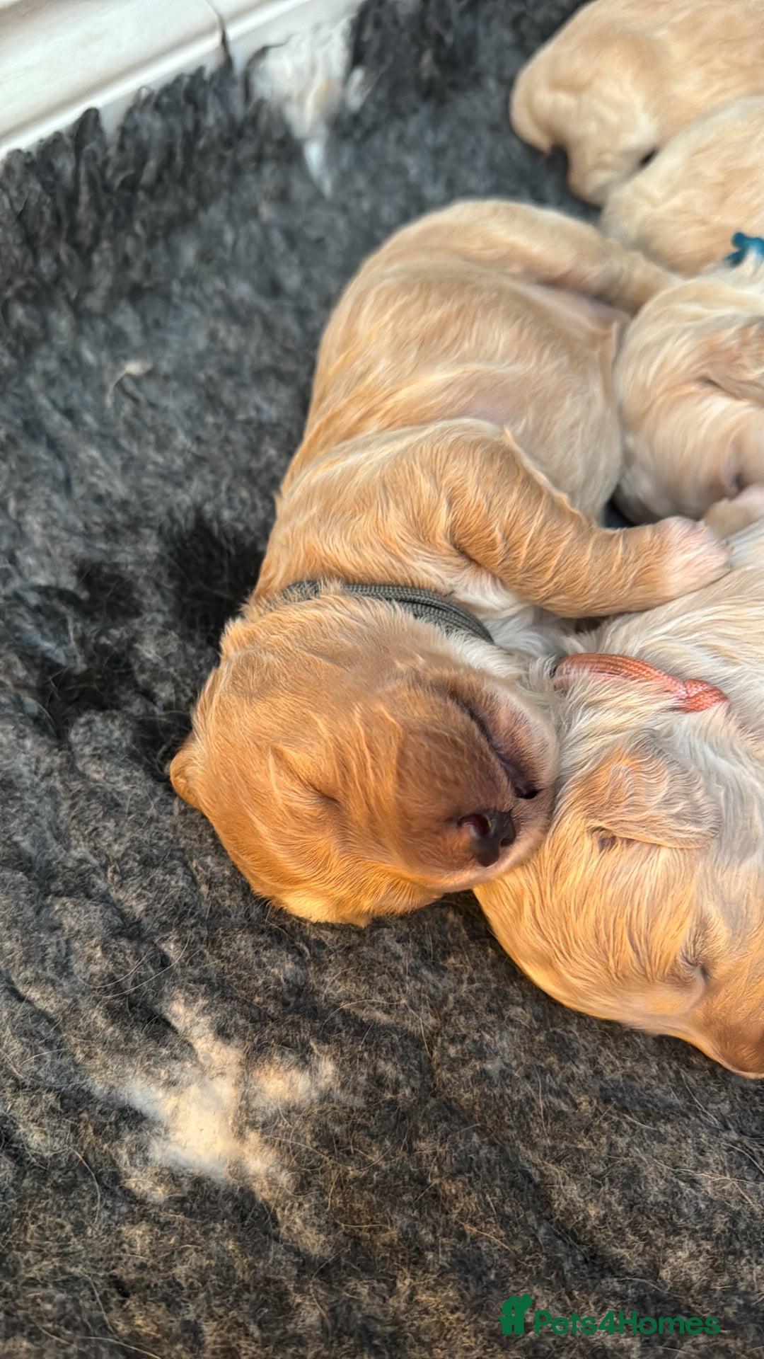 Mini Goldendoodle dogs for sale: Stunning F1 Mini Goldendoodles  - Image 34