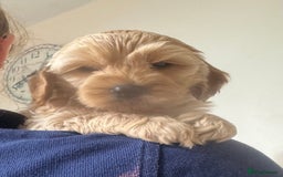 Cockapoo dogs for sale: Beautiful Fully health checked ready 22/09/2025 - Image 9