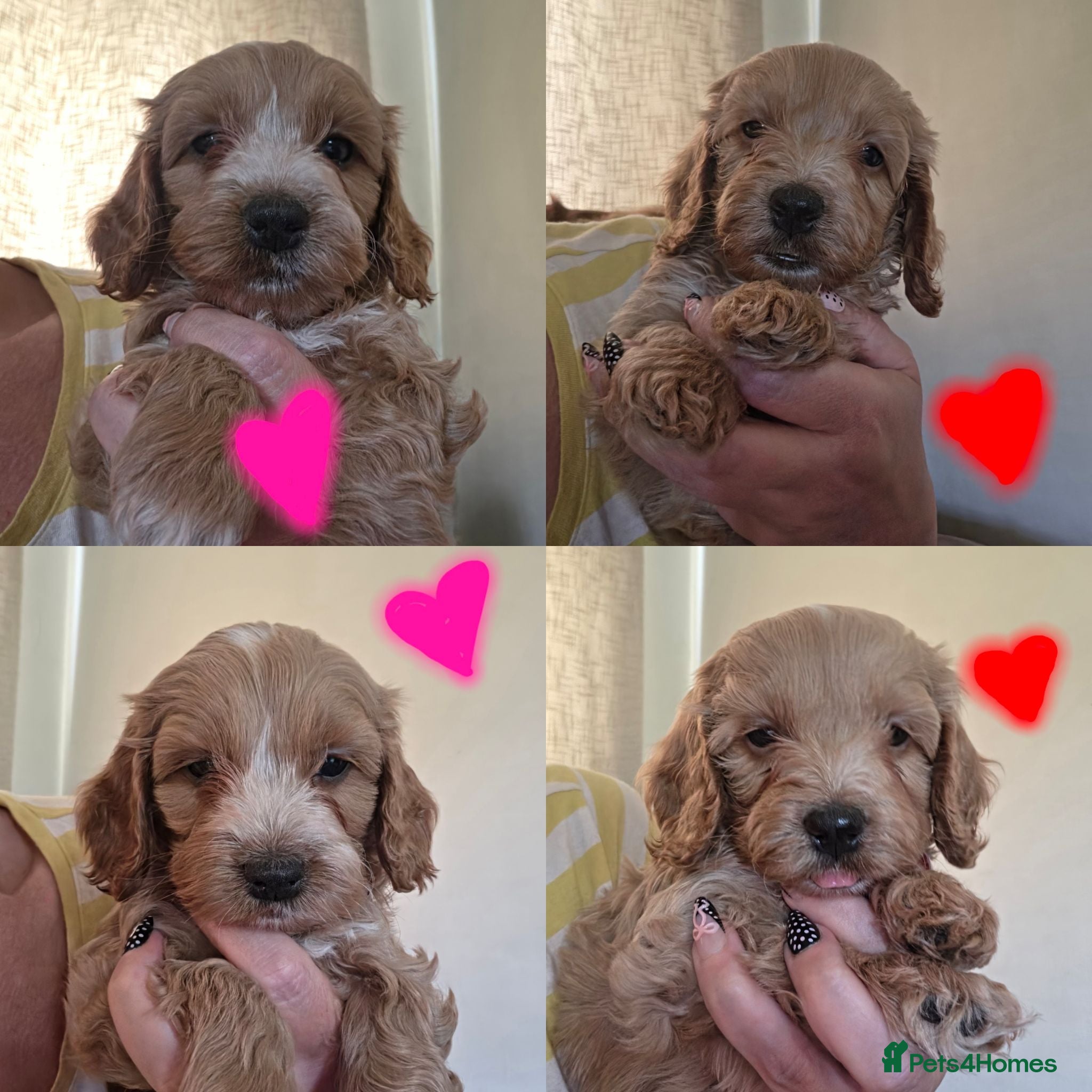 Cockapoo dogs Gorgeous F1 Cockapoo puppies  - Advert 6