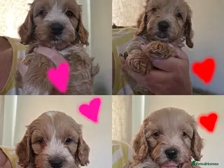 Cockapoo dogs Gorgeous F1 Cockapoo puppies - Advert 6