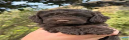 Cockapoo dogs for sale: F1b Cockapoos 5⭐️ Licensed Breeder Full DNA Clear - Advert 29