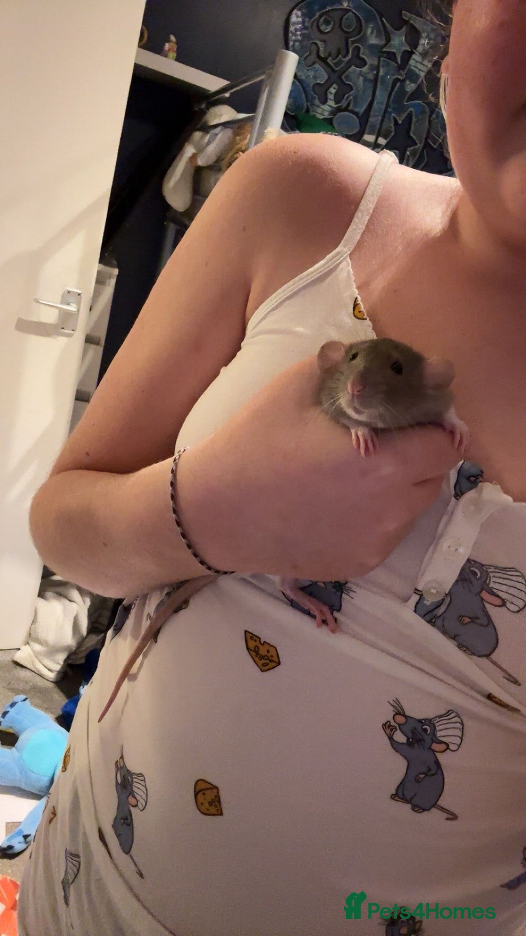 Rat rodents for sale: 2 young male rats  - Advert 1