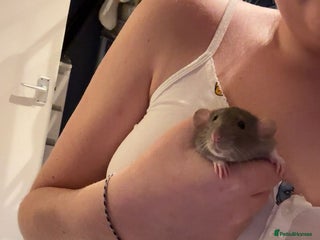 Rat rodents 2 young male rats - Advert 1