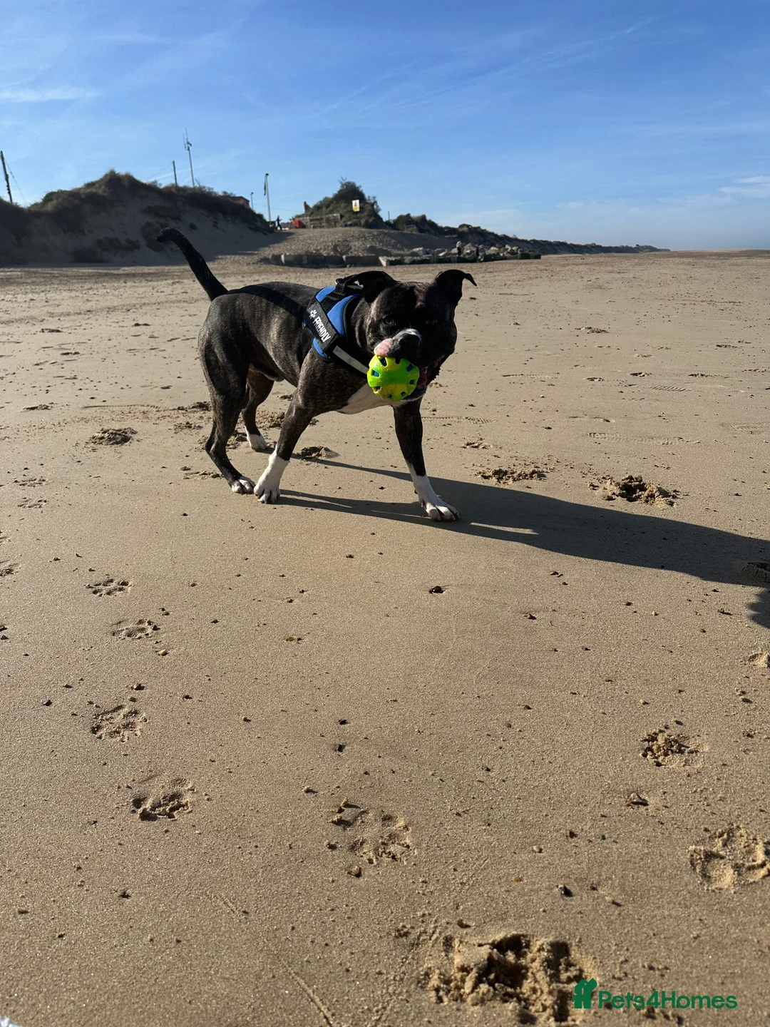 Staffordshire Bull Terrier dogs for sale: Staffy male 2 years 1 month  - Advert 11