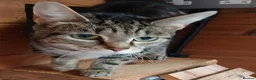 Mixed Breed cats for adoption: KIKI. - Advert 3