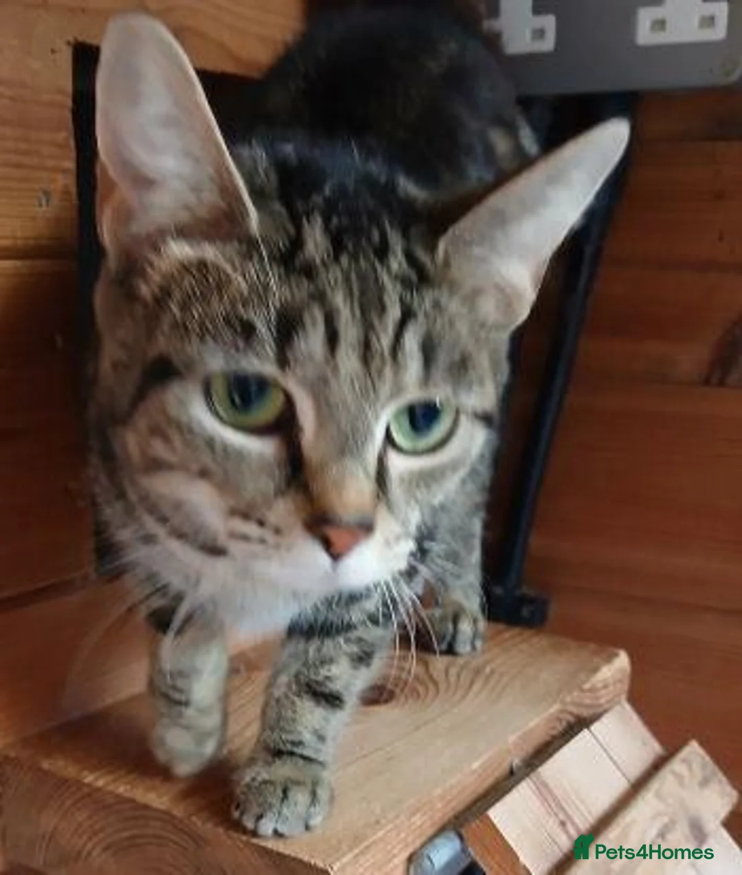 Mixed Breed cats for adoption: KIKI. - Advert 3