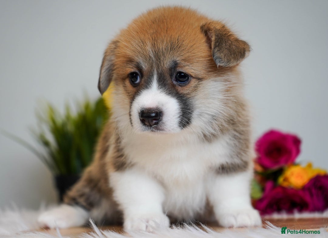 Welsh Corgi Pembroke dogs for sale: Welsh Corgi (Pembroke) - Image 21
