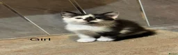 Mixed Breed cats for sale: Beautiful kittens looking for home ❤️ - Advert 18