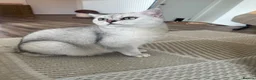 British Shorthair cats for sale: 1 year old BHS looking for forever home. - Advert 4