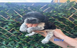 Cocker Spaniel dogs for sale: 🌟 STUNNING SHOW TYPE COCKERSPANIELS 🌟  - Image 4