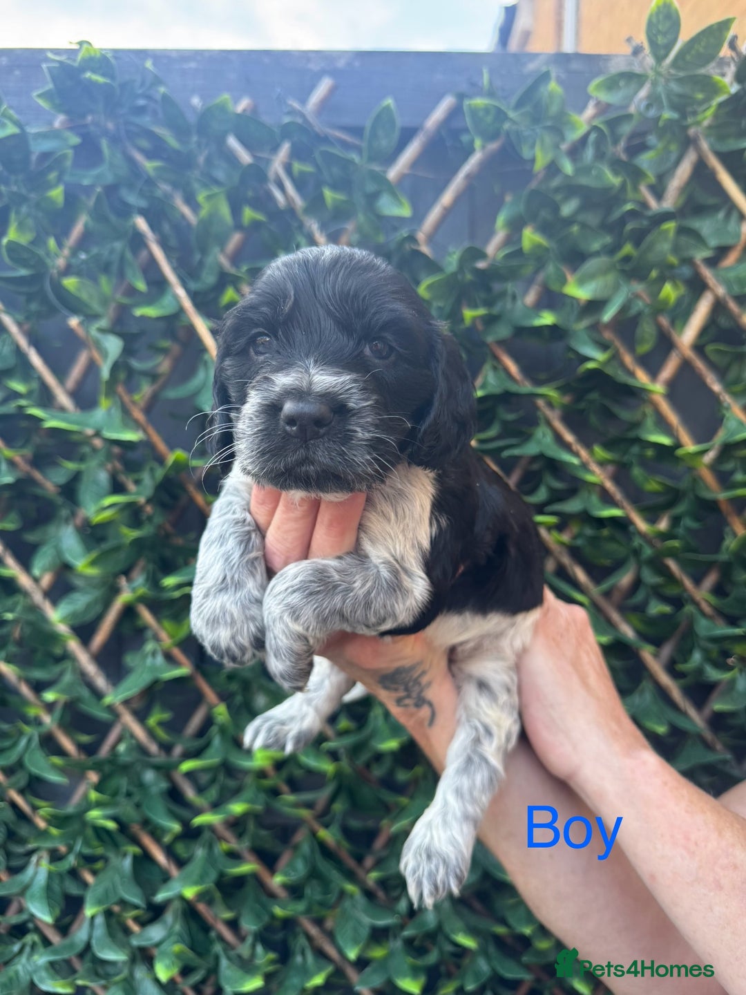 Cocker Spaniel dogs for sale: 🌟 STUNNING SHOW TYPE COCKERSPANIELS 🌟  - Image 4