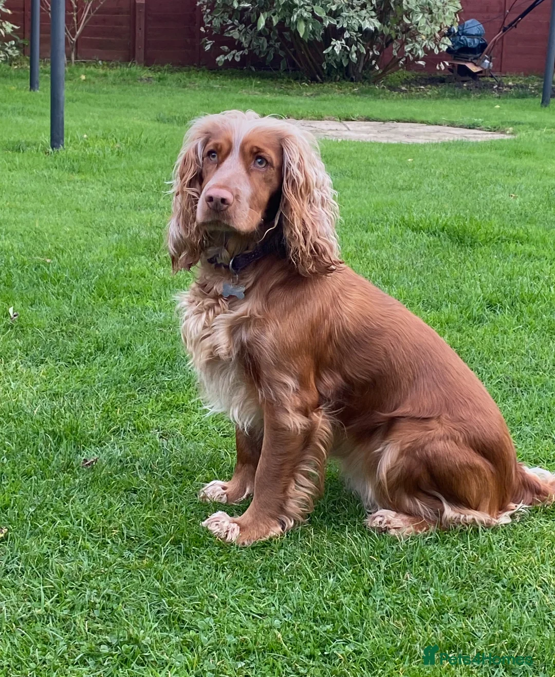 Cocker Spaniel dogs for sale: Working cocker spaniels in Chipping Campden - Advert 1