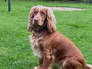 Cocker Spaniel dogs Working cocker spaniels - Advert 9