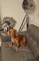 Cockapoo dogs Gorgeous Cockapoo puppies - Advert 3