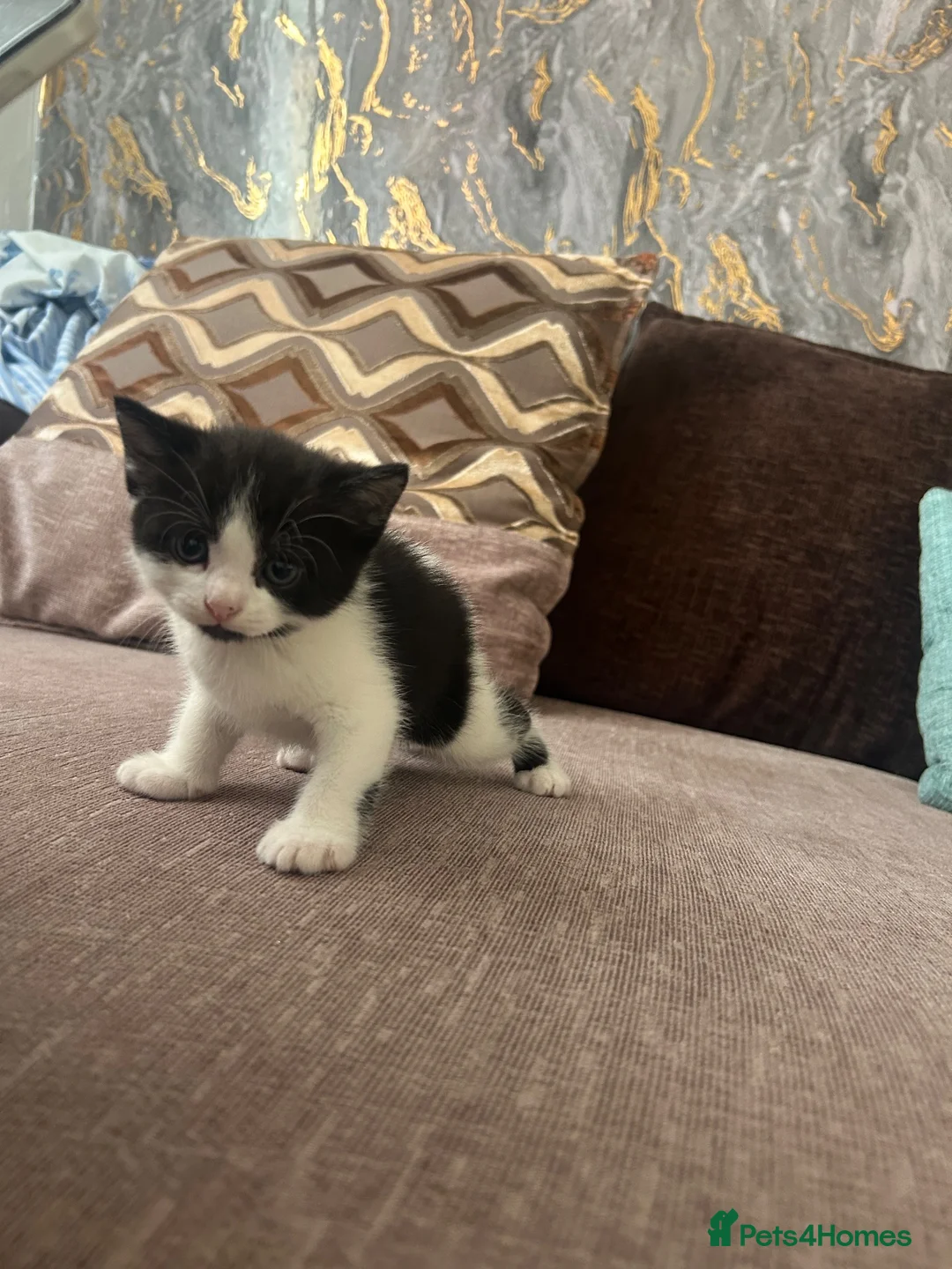 British Shorthair cats for sale: British shorthair kittens  - Advert 12