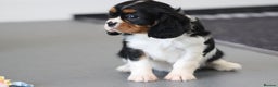 Cavalier King Charles Spaniel dogs for sale: Cavalier King Charles Puppies for sale - Advert 28