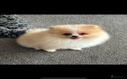 Pomeranian dogs for sale: ** Pomeranian girl **  - Image 1
