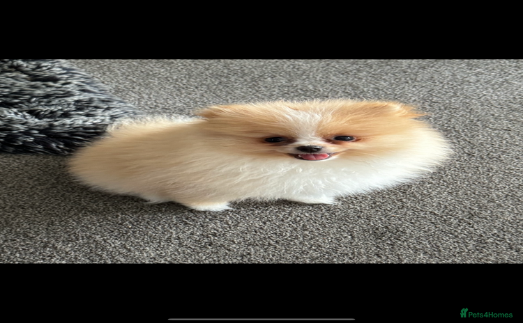Pomeranian dogs - Advert 2