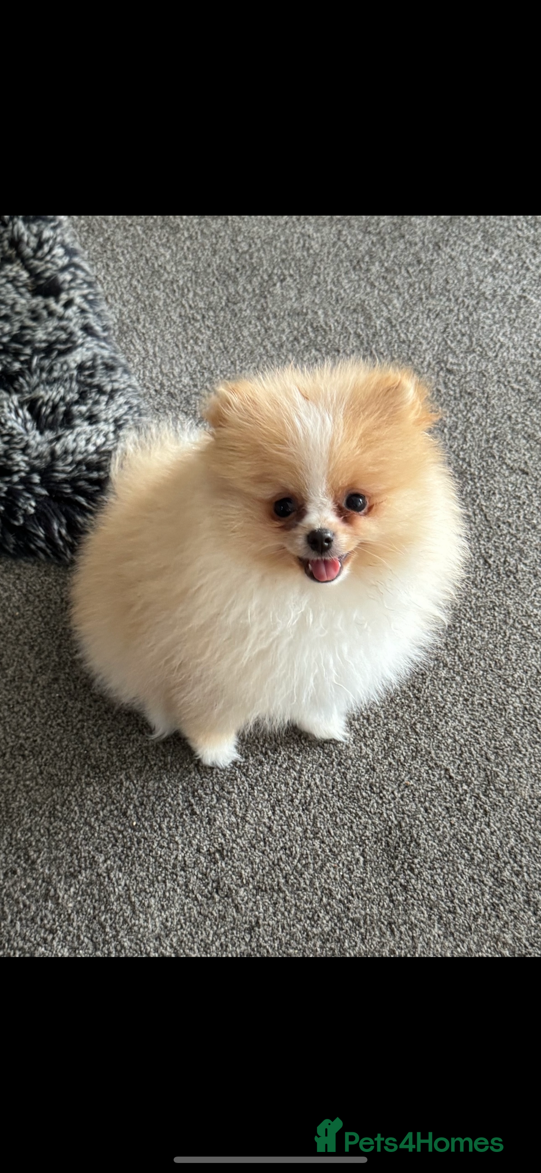 Pomeranian dogs for sale: ** Pomeranian girl **  - Image 1