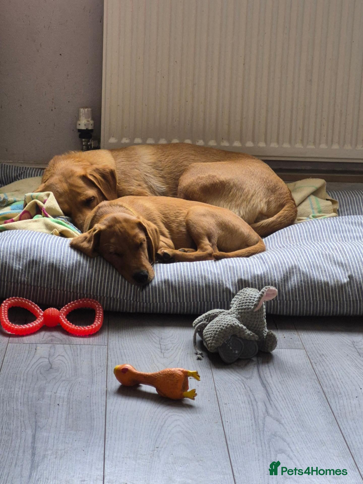 Labrador Retriever dogs Female fox red lab - Advert 1