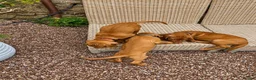 Hungarian Vizsla dogs for sale: Hungarian Vizsla Puppies 2 Boys Available - Advert 4
