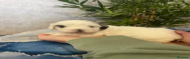 Shihpoo 6