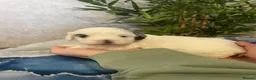Shihpoo dogs for sale: Shih poo puppies  - Advert 5