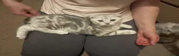 Scottish Fold cats for sale: Scottish Fold/Straight - Advert 5