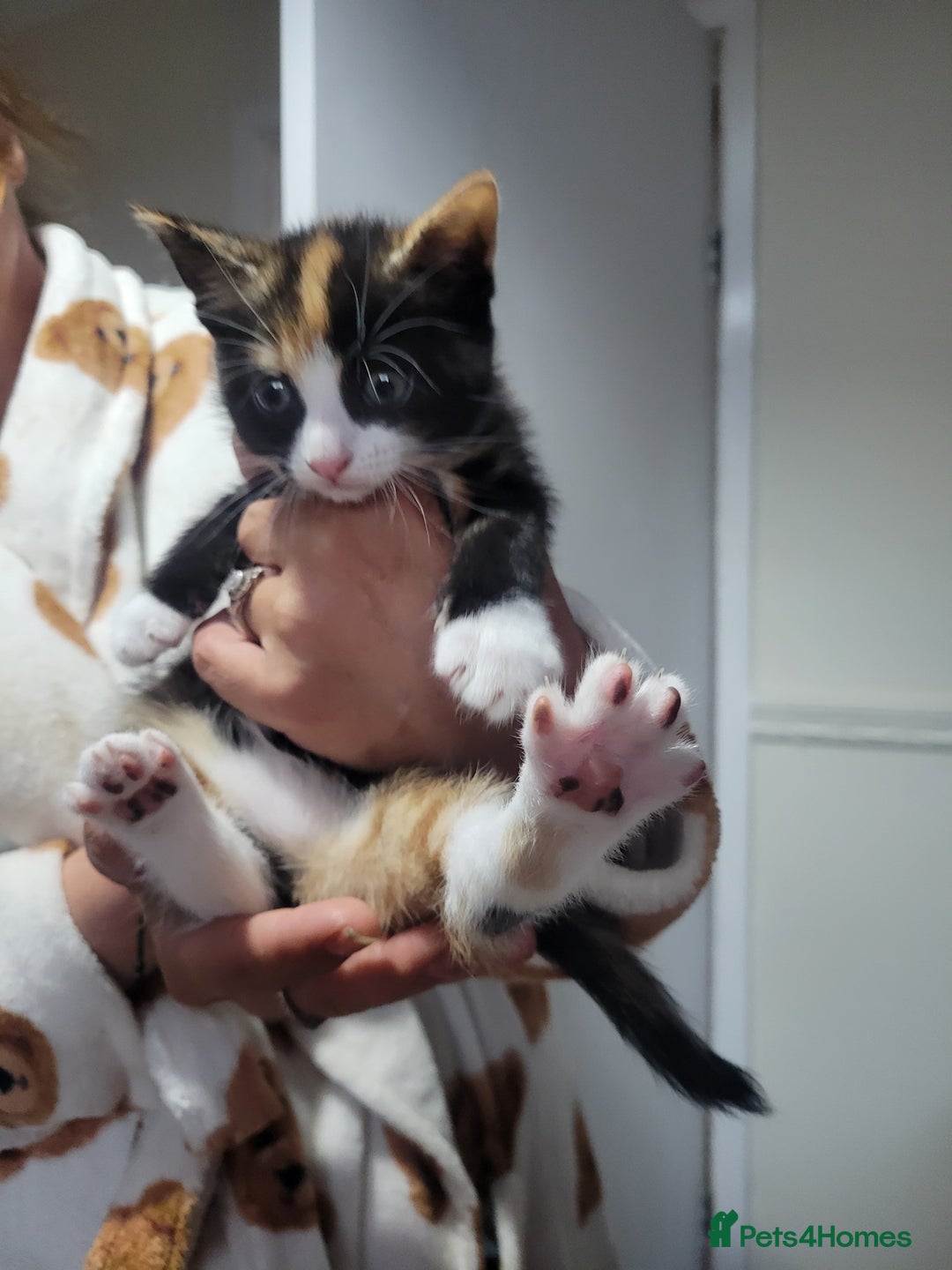 Domestic Shorthair cats for sale: Kittens - Image 3