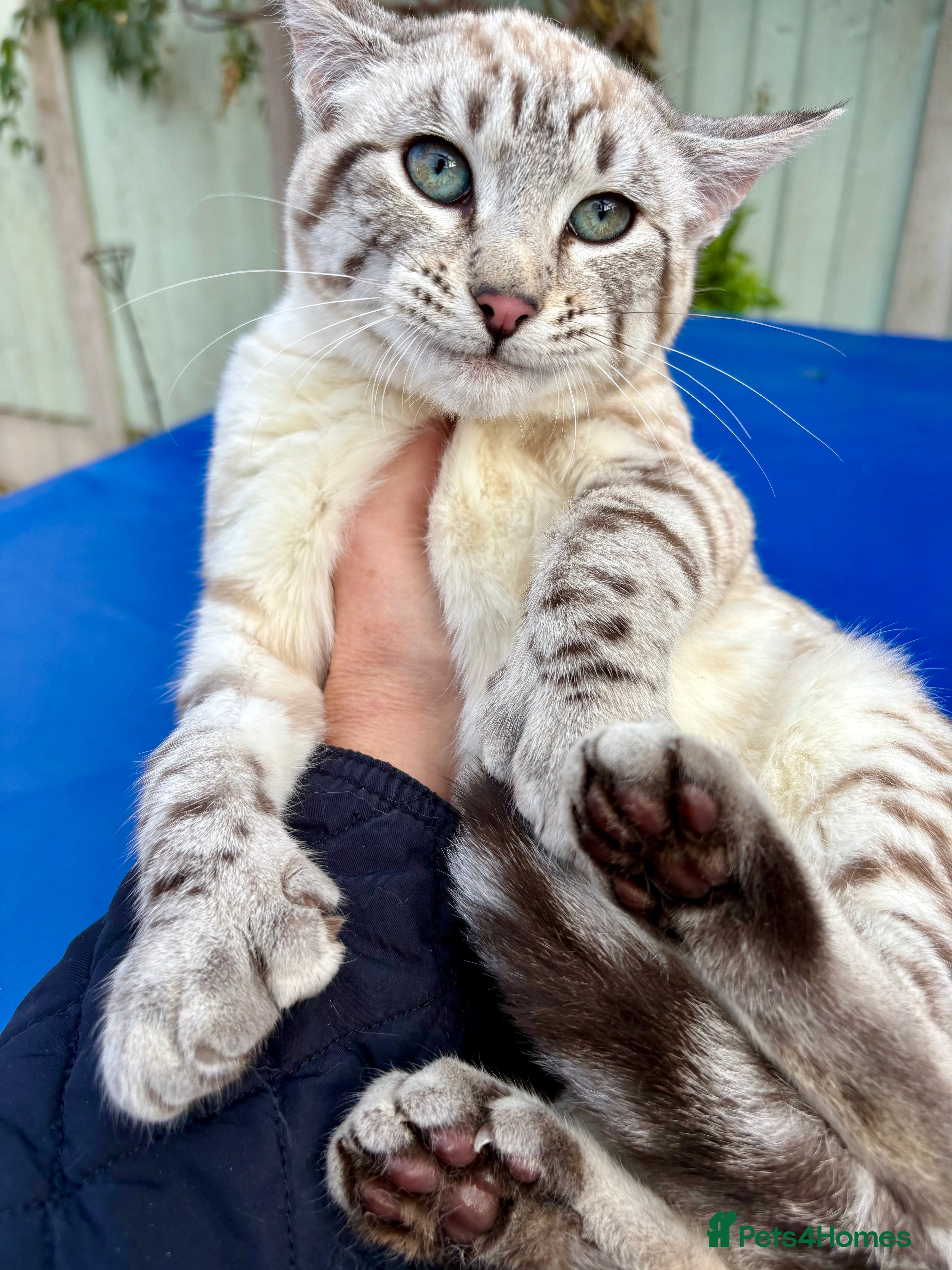 Keetso cats Gob smacking curled eared polydactyl female  - Advert 4