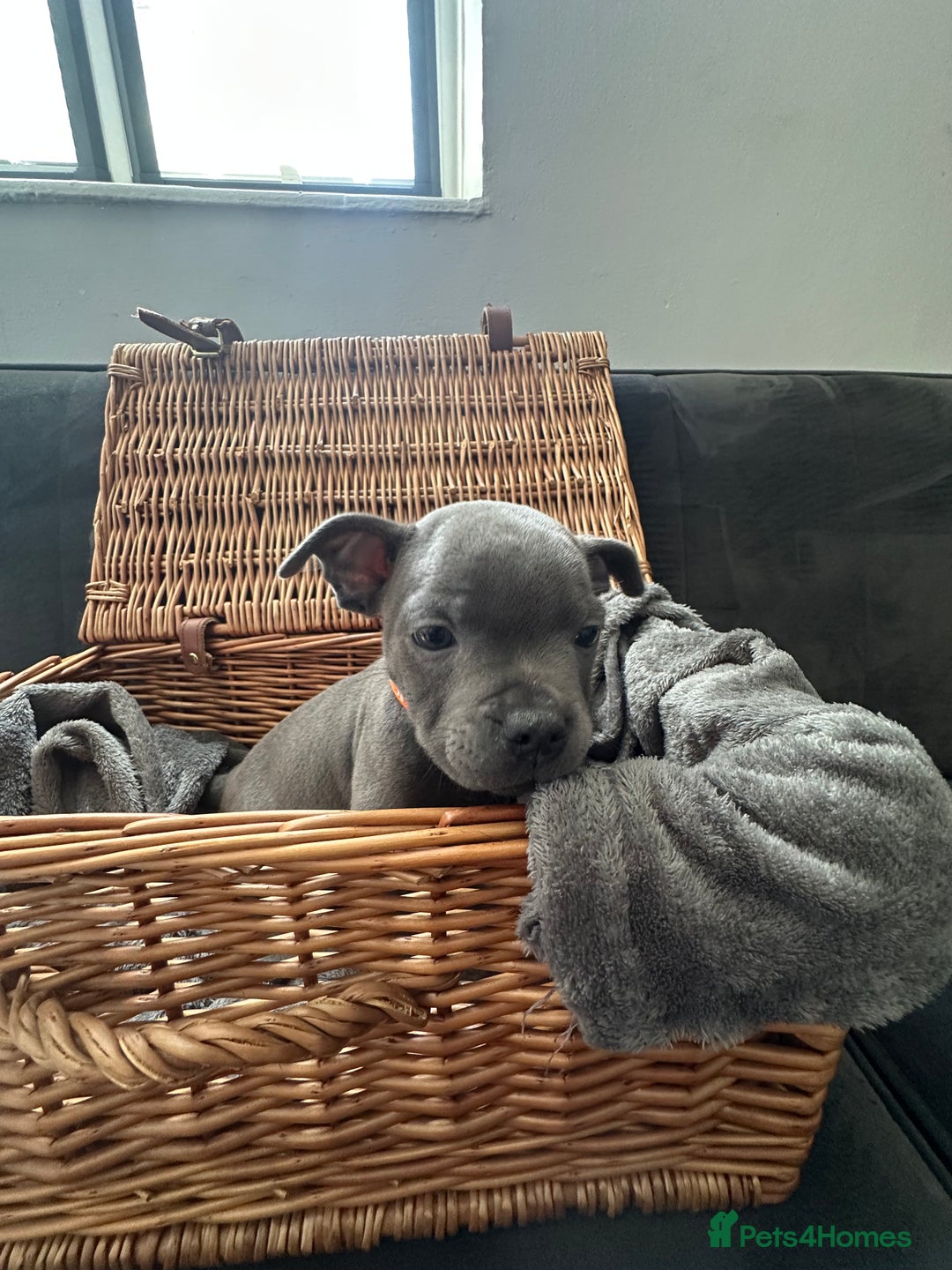 Staffordshire Bull Terrier dogs for sale: Blue and Black Staffordshire Bull Terriers - Image 12
