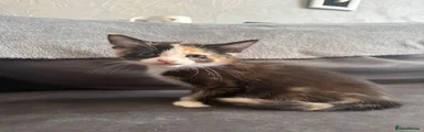 Beautiful Domestic Shorthair Kitten
