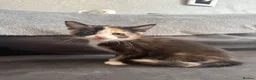 Domestic Shorthair cats for sale: 4 Adorable Domestic Shorthair Kittens - Advert 37