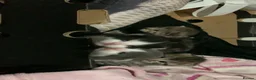 Mixed Breed cats for sale: Kittens  in Manchester - Advert 6