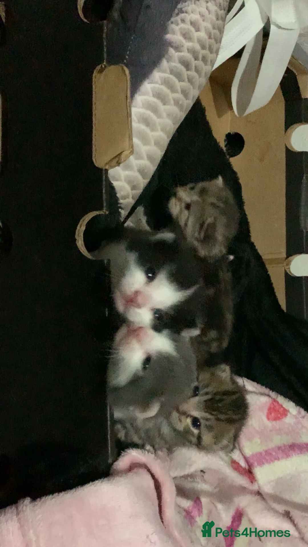 Mixed Breed cats for sale: Kittens  in Manchester - Advert 6