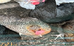 Chickens poultry for sale: 8 chickens for sale  - Image 4