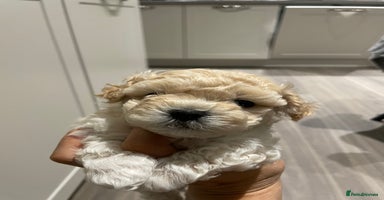 Maltipoo dogs - Advert 2