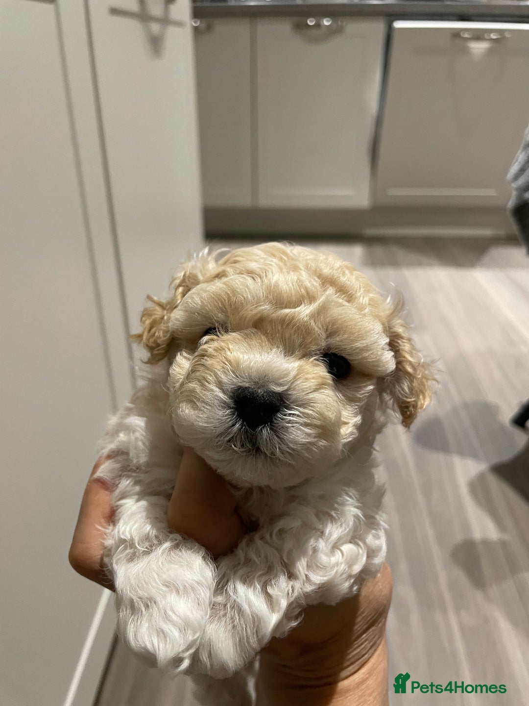 Maltipoo dogs for sale: Tiny F1B Korean maltipoos  - Image 3