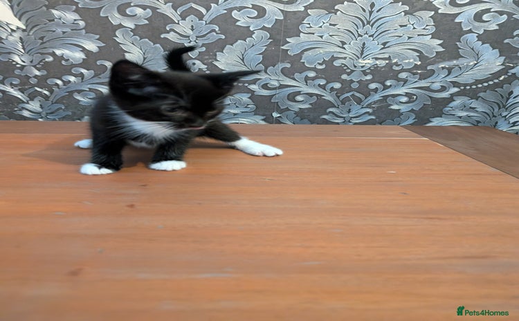Mixed Breed cats - Advert 3