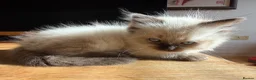Ragdoll cats for sale: Ragdoll Kittens for Sale in Stirling - Advert 37