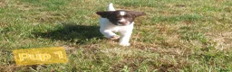English Springer Spaniel dogs for sale: Fully health tested working springer spaniels  in Buckingham - Advert 16